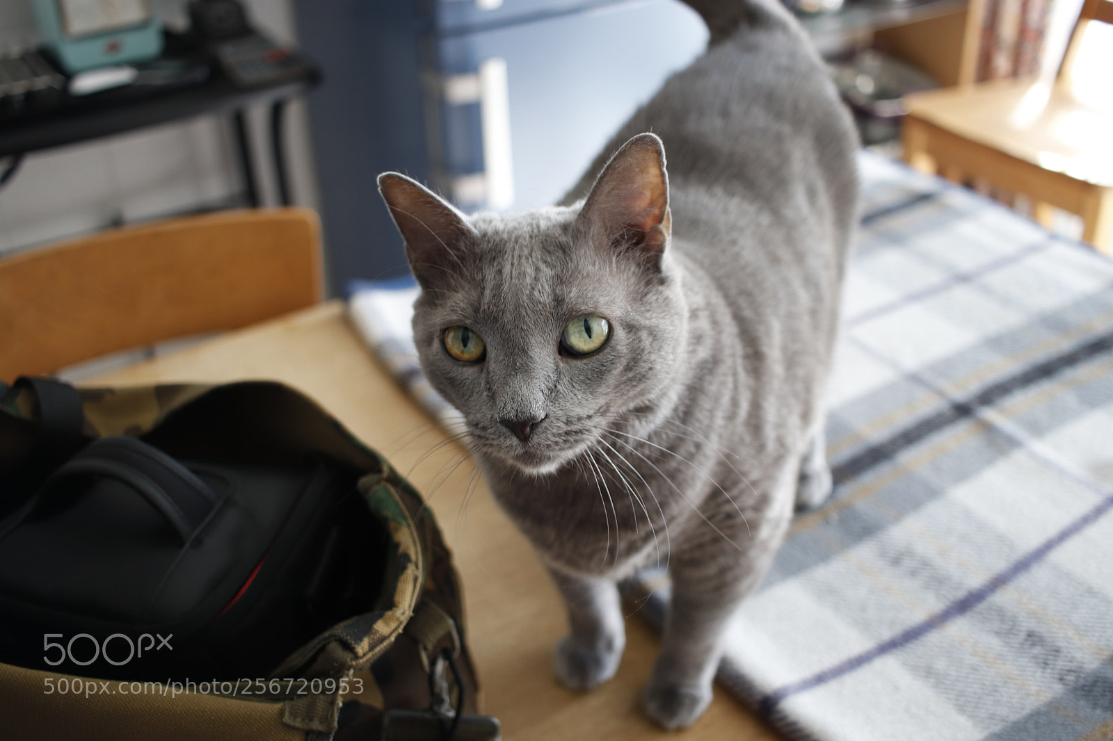 Canon EOS 200D (EOS Rebel SL2 / EOS Kiss X9) sample photo. Featuring szasza photography