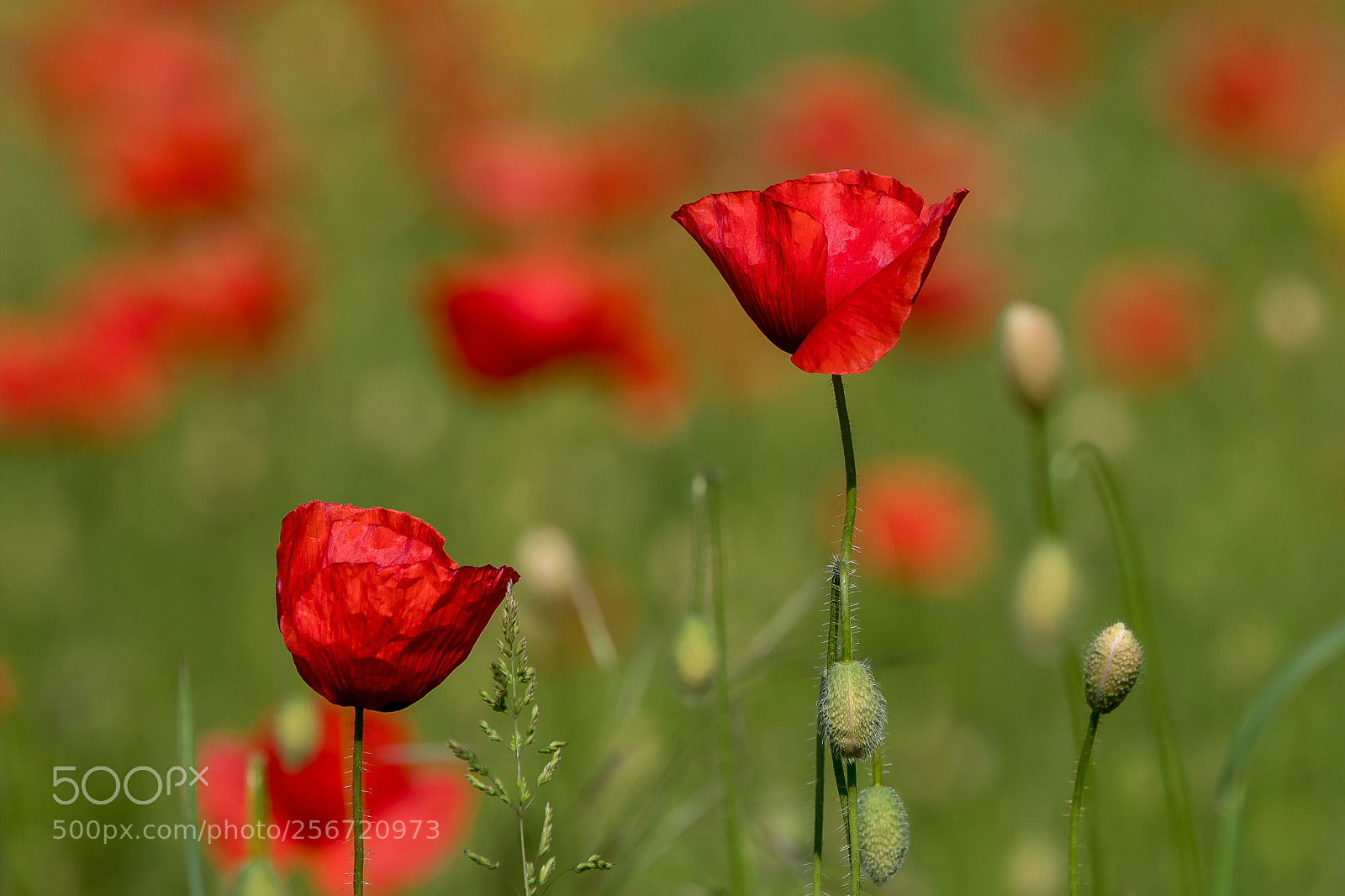 Canon EOS 5D Mark IV sample photo. Untitled photography