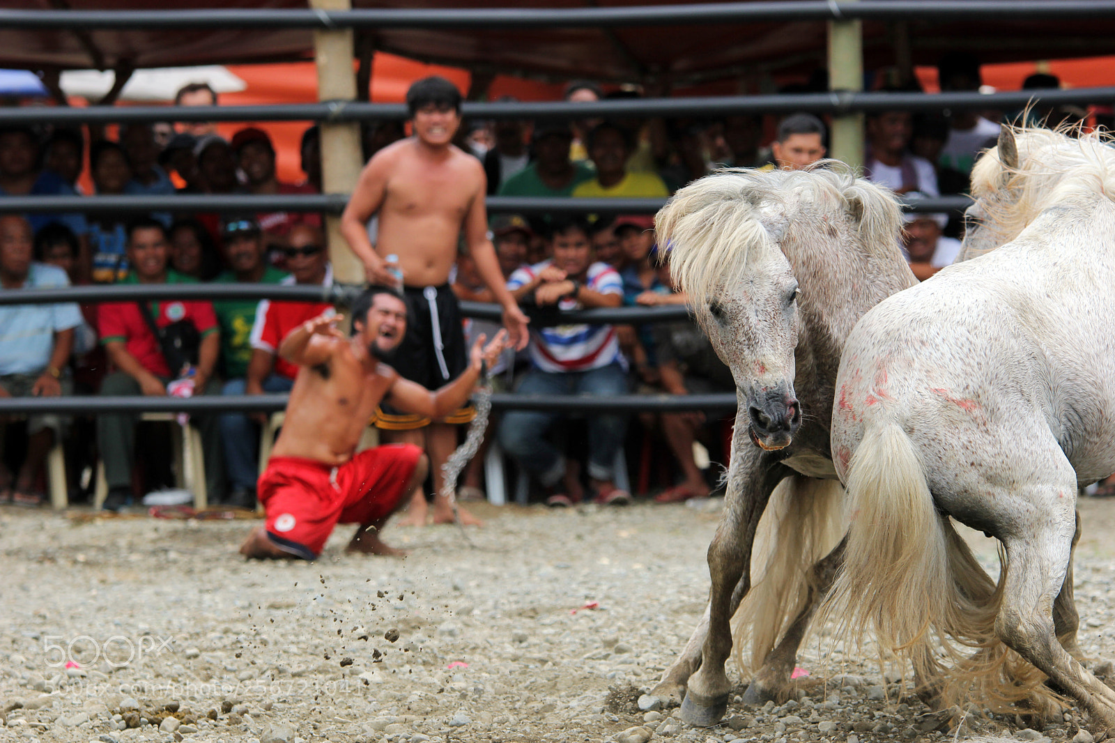 Canon EOS 60D sample photo. Horseman photography