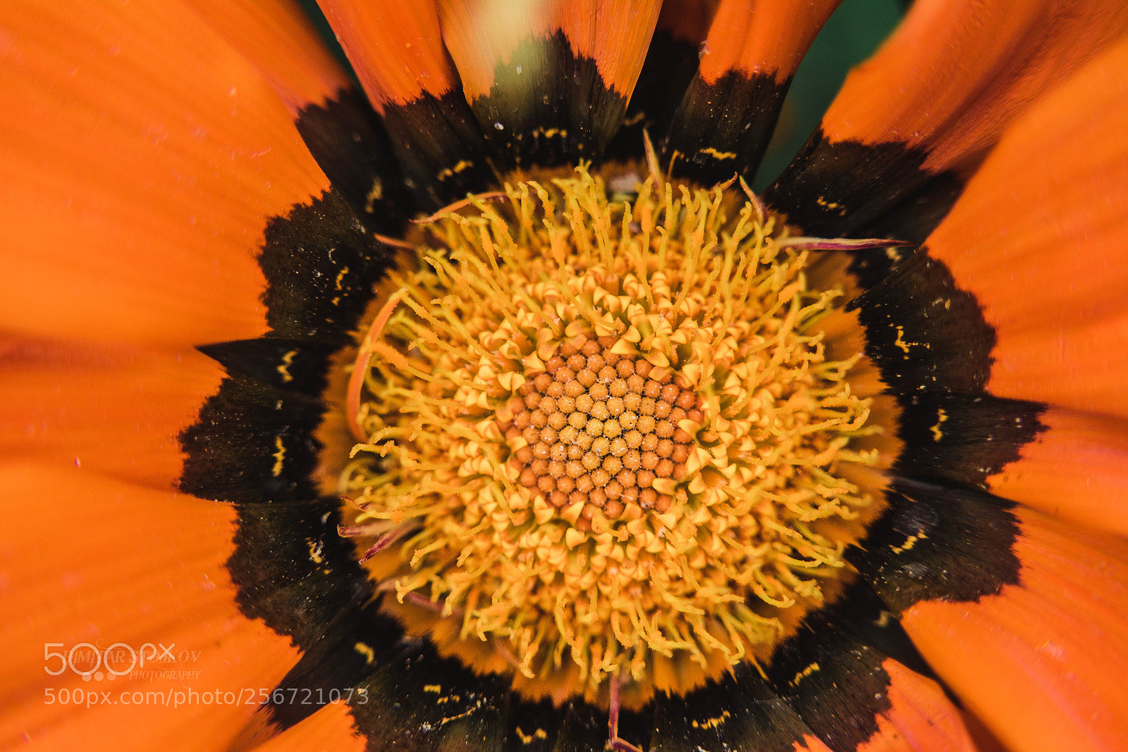 Nikon D5200 sample photo. Macro photography