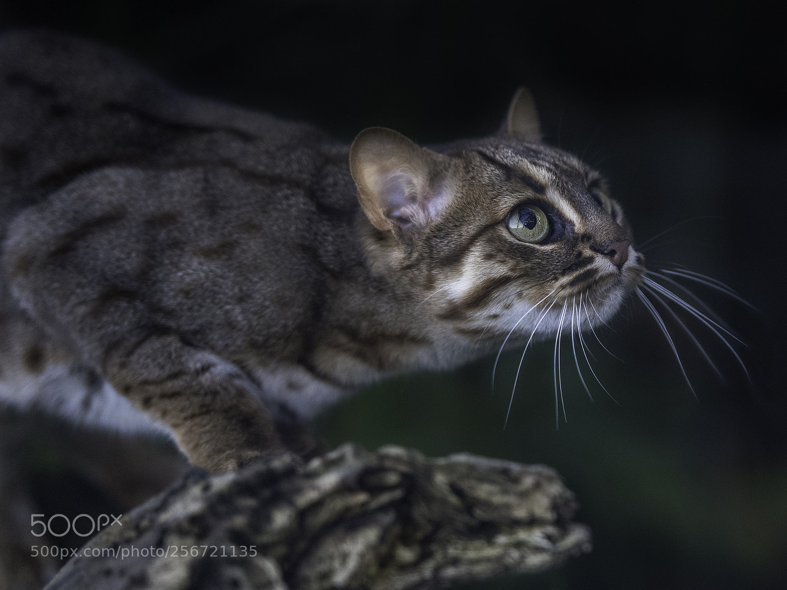 Nikon D810 sample photo. Rusty spotted cat photography