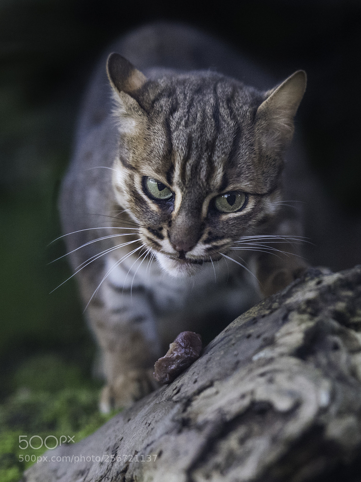 Nikon D810 sample photo. Rusty spotted cat photography