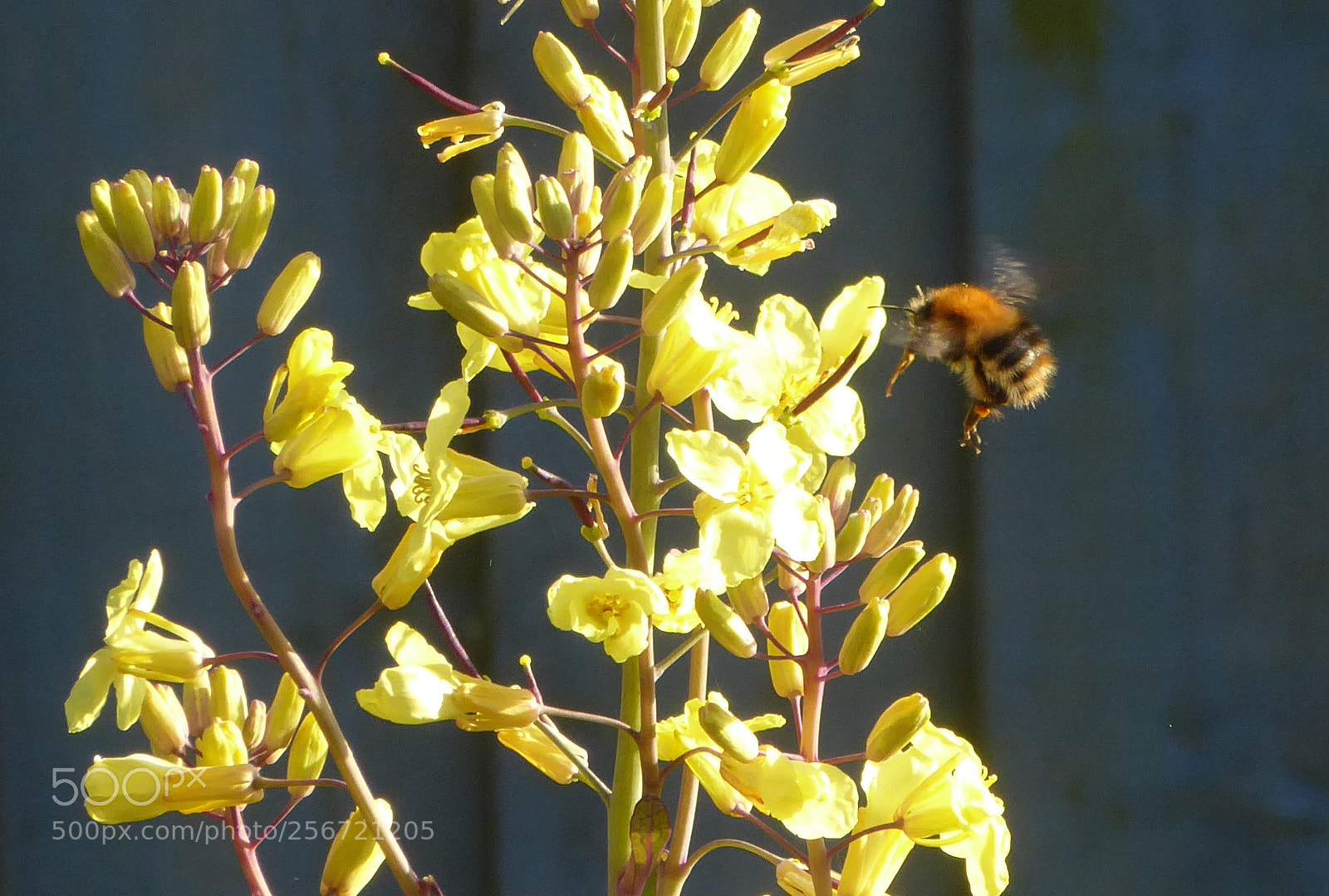 Panasonic Lumix DMC-ZS50 (Lumix DMC-TZ70) sample photo. Incoming! photography