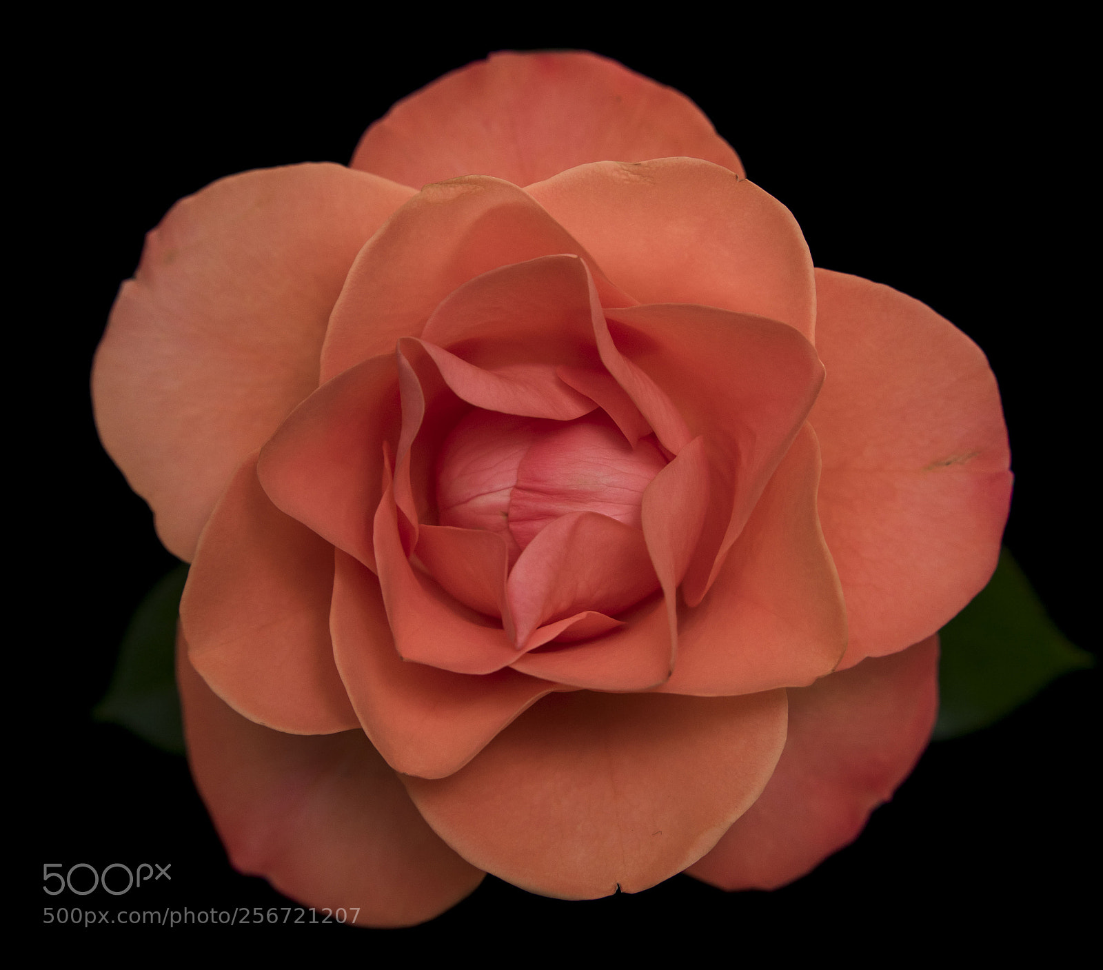 Nikon D3400 sample photo. Rose photography