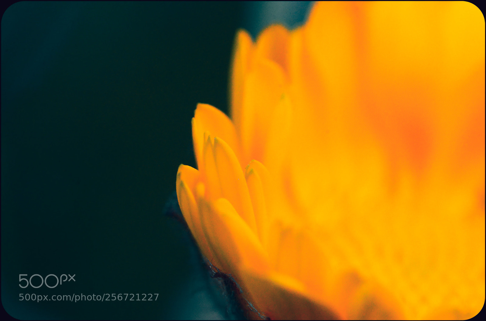 Nikon D7000 sample photo. Yellowish photography