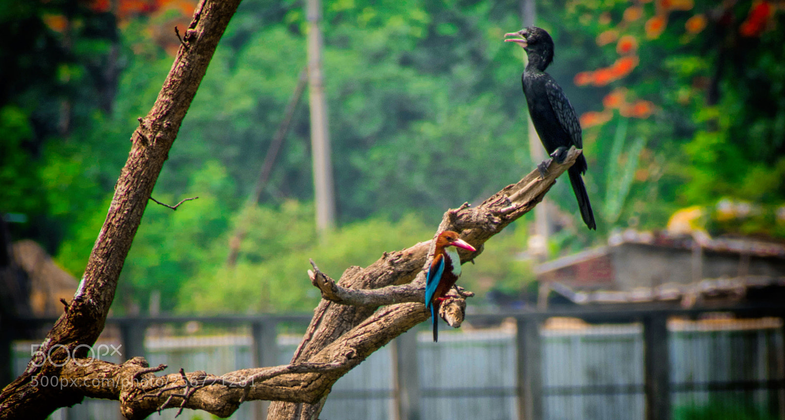 Nikon D5500 sample photo. Little black cormorant king photography