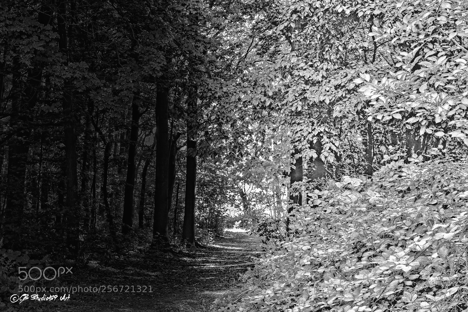 Canon EOS 700D (EOS Rebel T5i / EOS Kiss X7i) sample photo. ''forest path'' photography