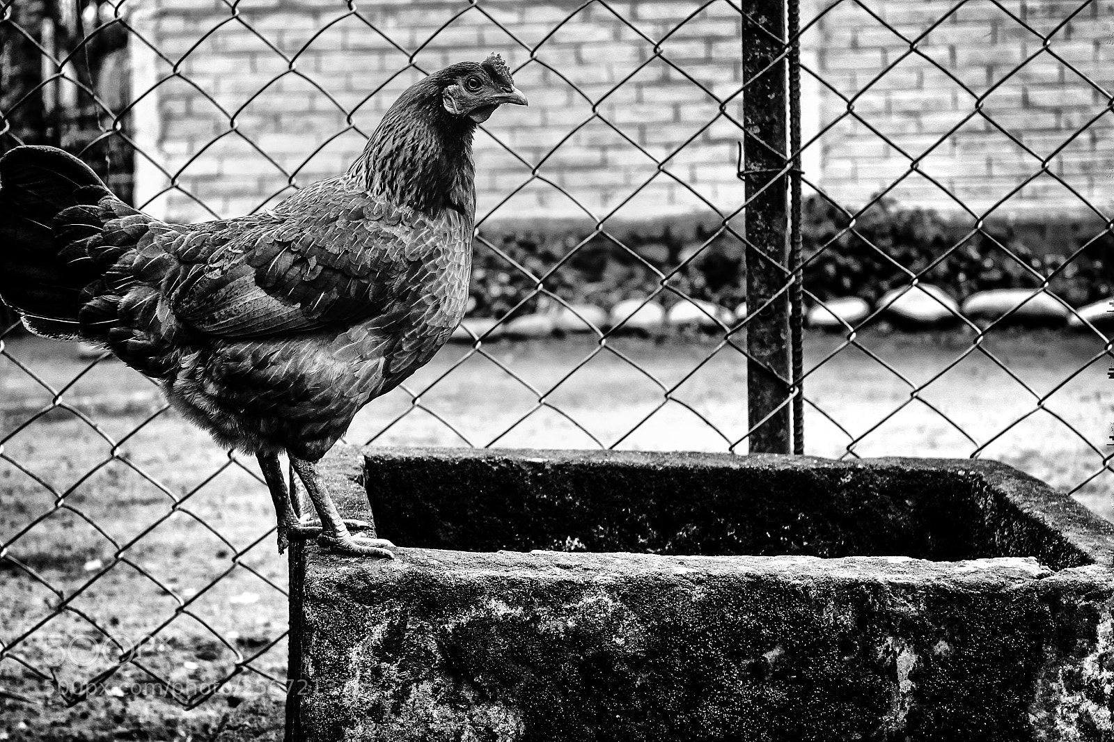 Canon EOS 1100D (EOS Rebel T3 / EOS Kiss X50) sample photo. Hen photography