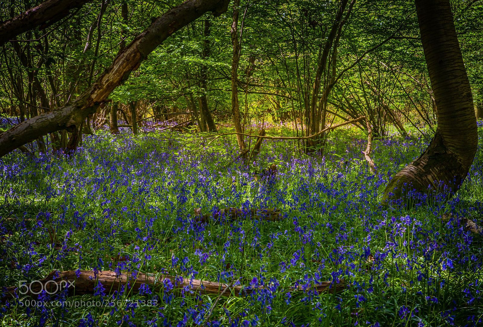 Canon EOS 5D sample photo. Secret forrest photography