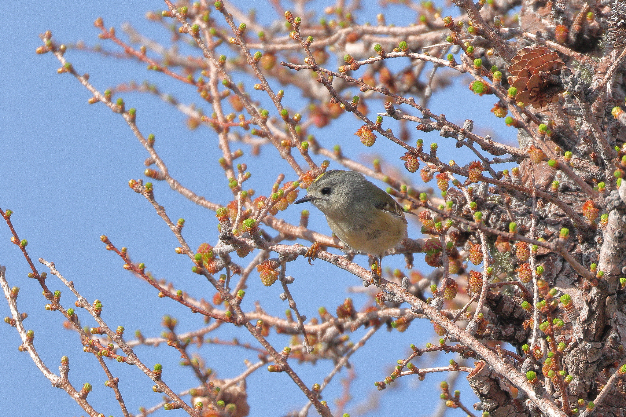 Canon EOS 7D Mark II sample photo. キクイタダキ 7i2a0539 photography