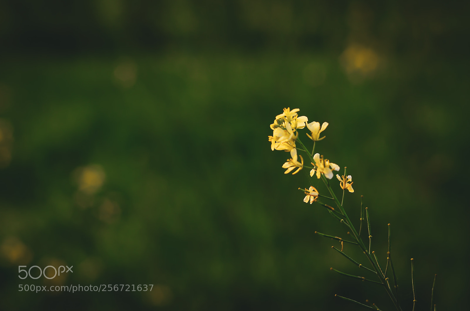 Nikon D7000 sample photo. Lonely one photography