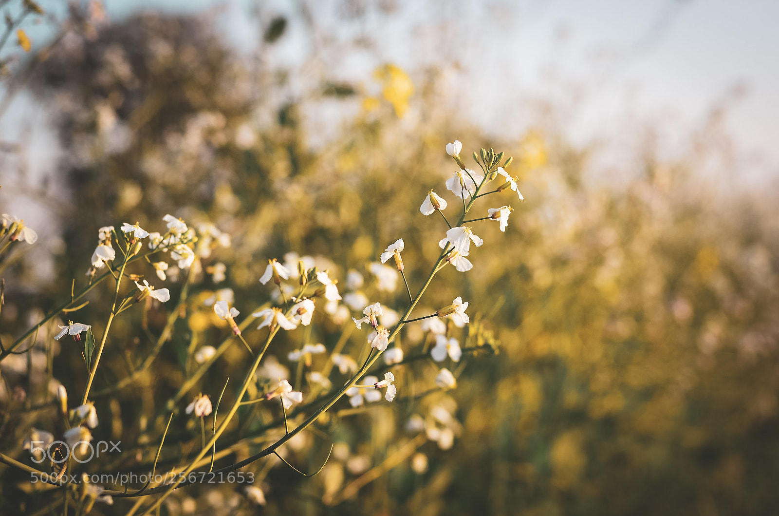 Nikon D7000 sample photo. Bundle of them photography