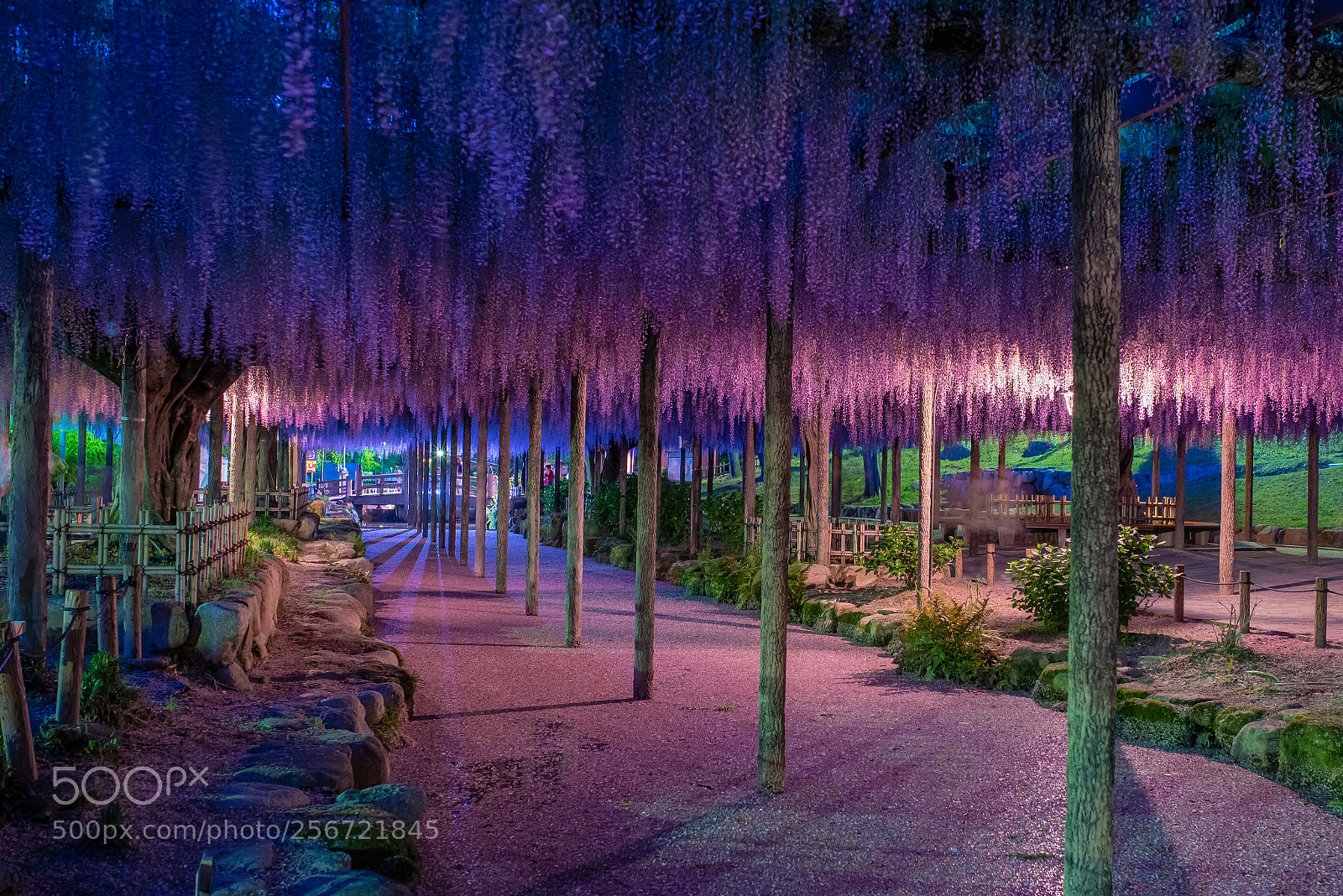 Nikon D750 sample photo. Wisteria photography