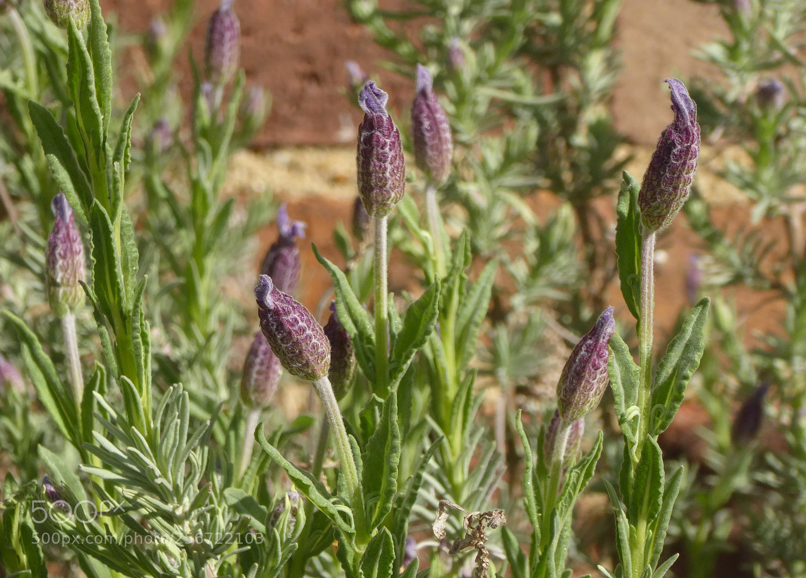Panasonic Lumix DMC-ZS50 (Lumix DMC-TZ70) sample photo. Lavender abstract photography