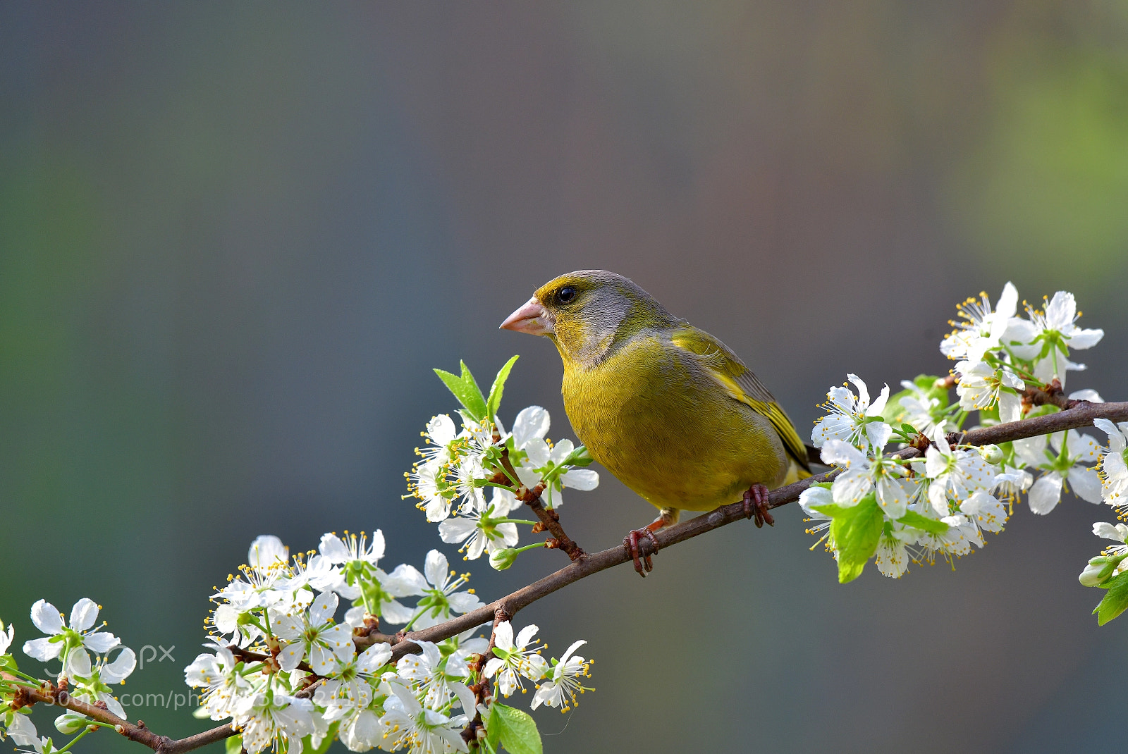 Nikon D850 sample photo. Spring sketch photography