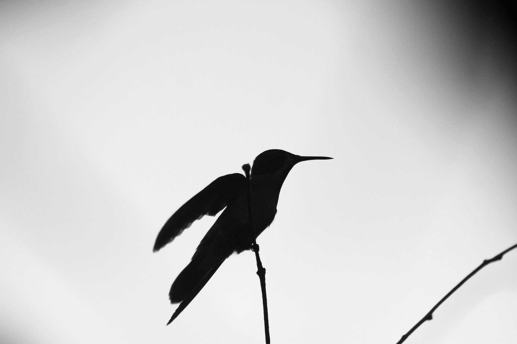 Canon EF 75-300mm f/4-5.6 USM sample photo. Beija flor photography