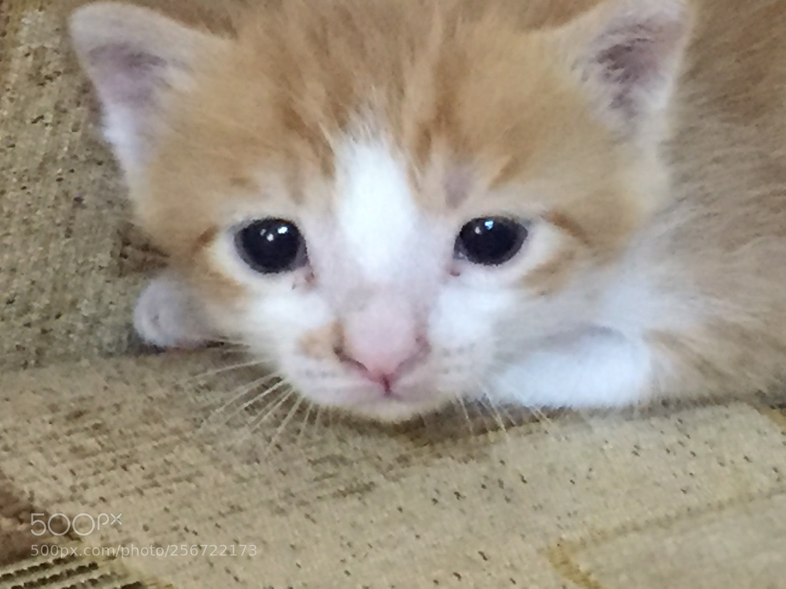 Apple iPhone 6 sample photo. Beauty cat photography