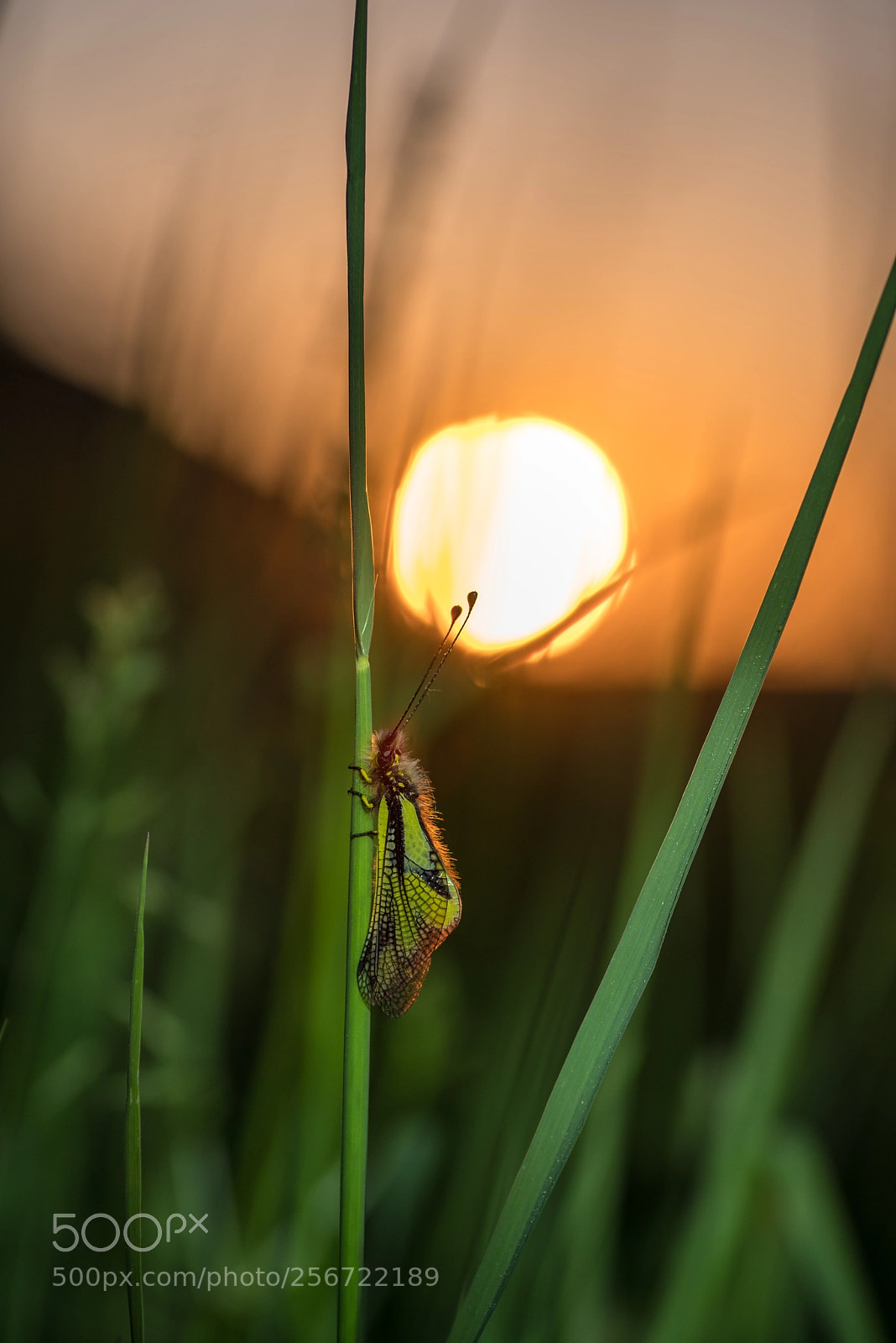 Pentax K-1 sample photo. Owlfly at sunrise photography