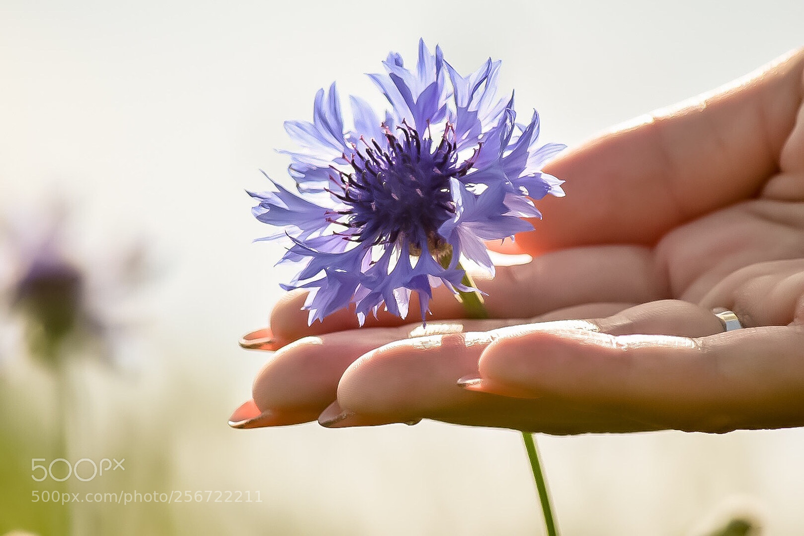Nikon D5500 sample photo. Untitled photography