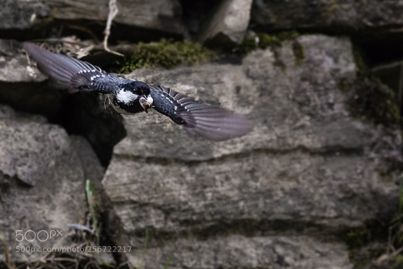 Canon EOS 6D sample photo. Flying finch photography
