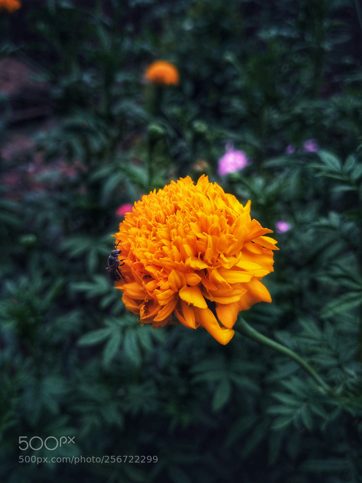 Xiaomi Redmi 3S sample photo. Untitled photography