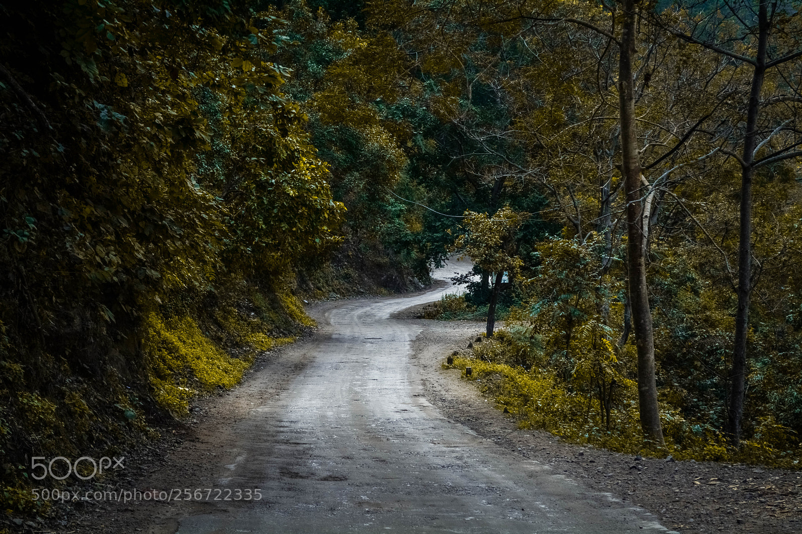 Nikon D5200 sample photo. Forest road photography
