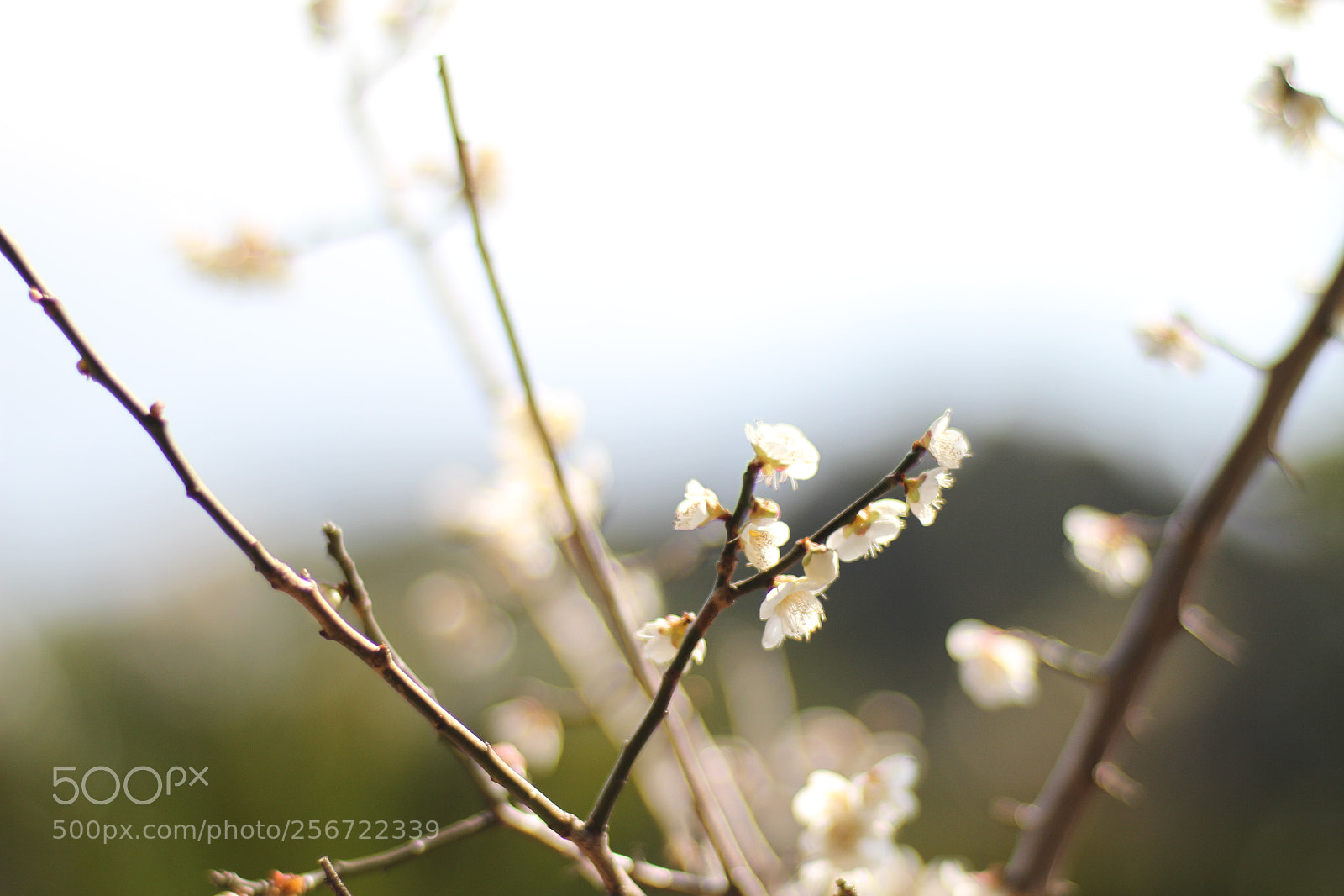 Canon EOS 7D + Canon EF 50mm F1.8 II sample photo. Img photography