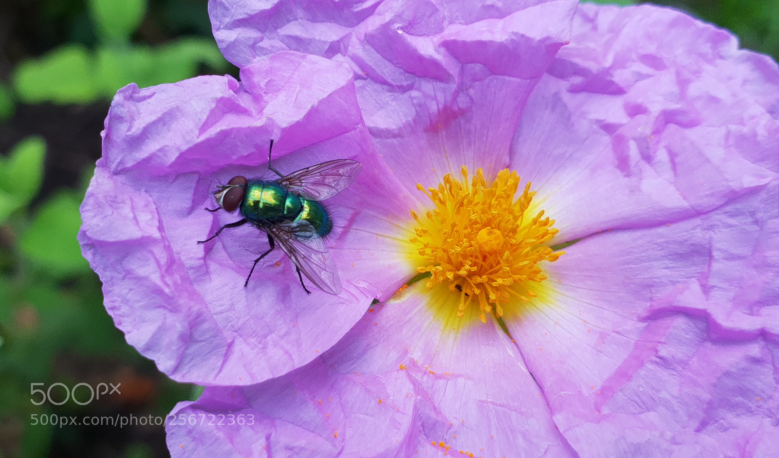 Samsung Galaxy S9 sample photo. Lucilia sericata photography