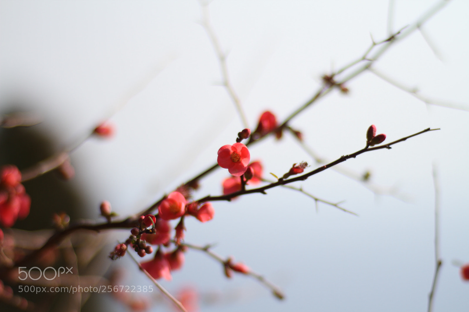 Canon EOS 7D + Canon EF 50mm F1.8 II sample photo. Img photography