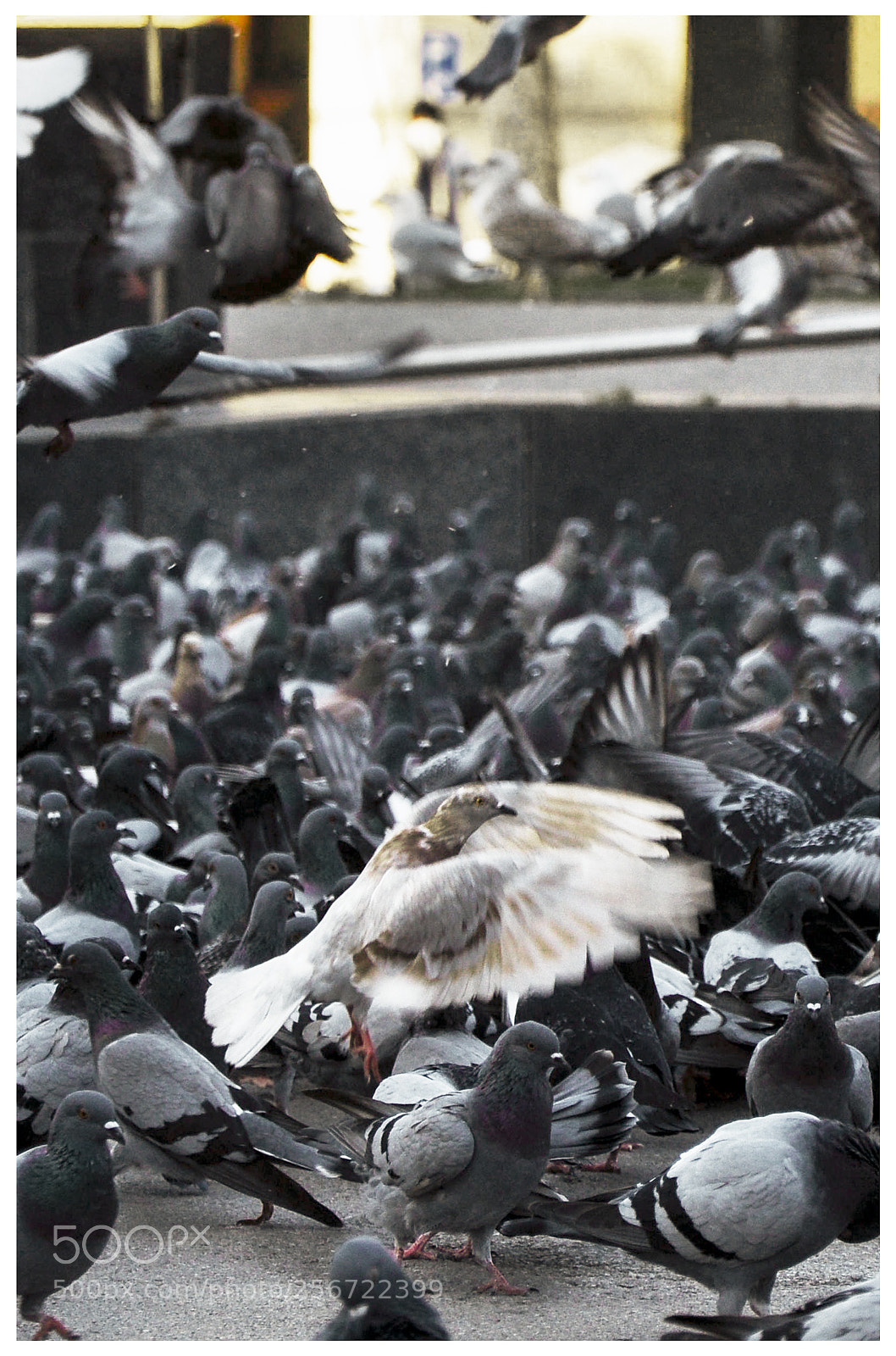 Nikon D90 sample photo. Pigeons photography