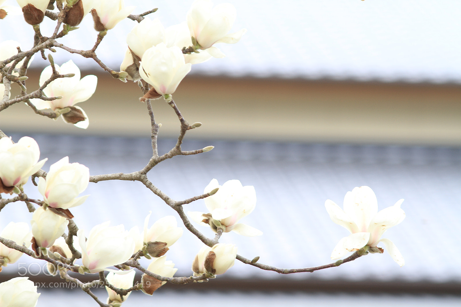 Canon EOS 7D + Canon EF 50mm F1.8 II sample photo. Img photography