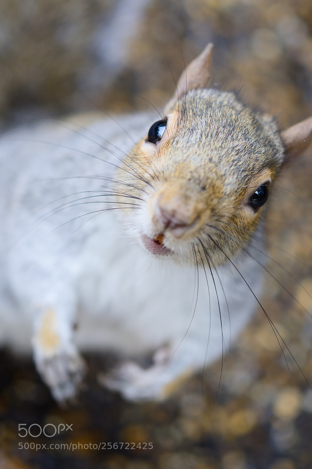 Nikon D7100 sample photo. Squirrel photography