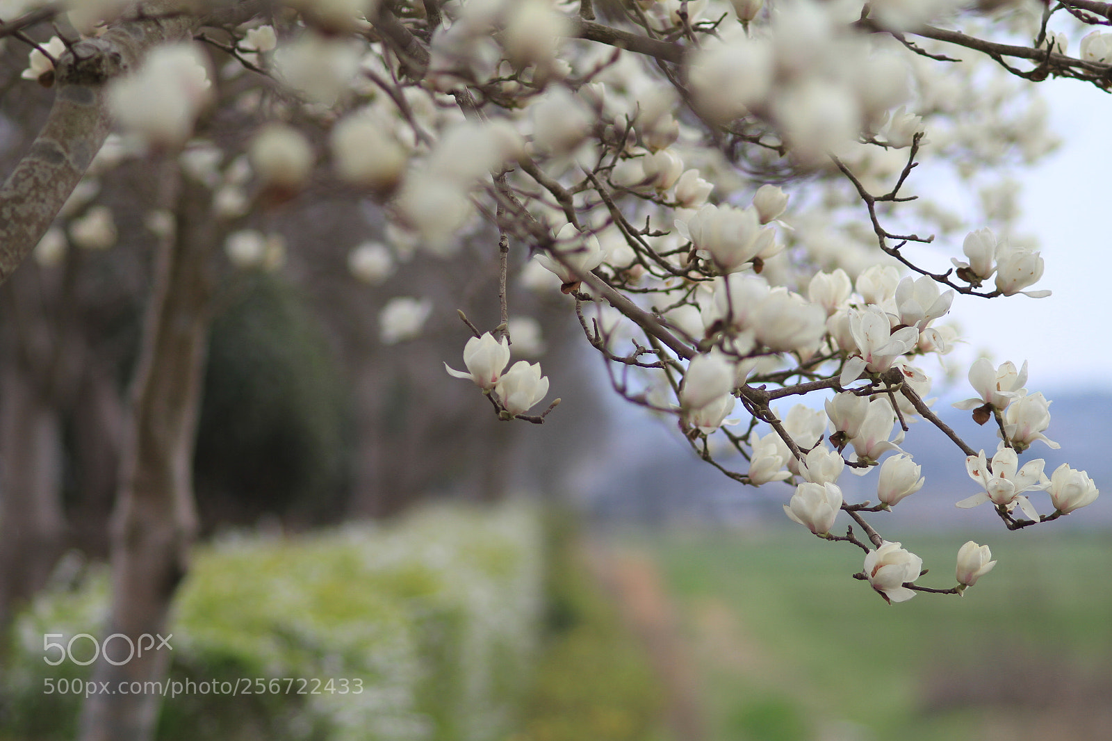 Canon EOS 7D + Canon EF 50mm F1.8 II sample photo. Img photography