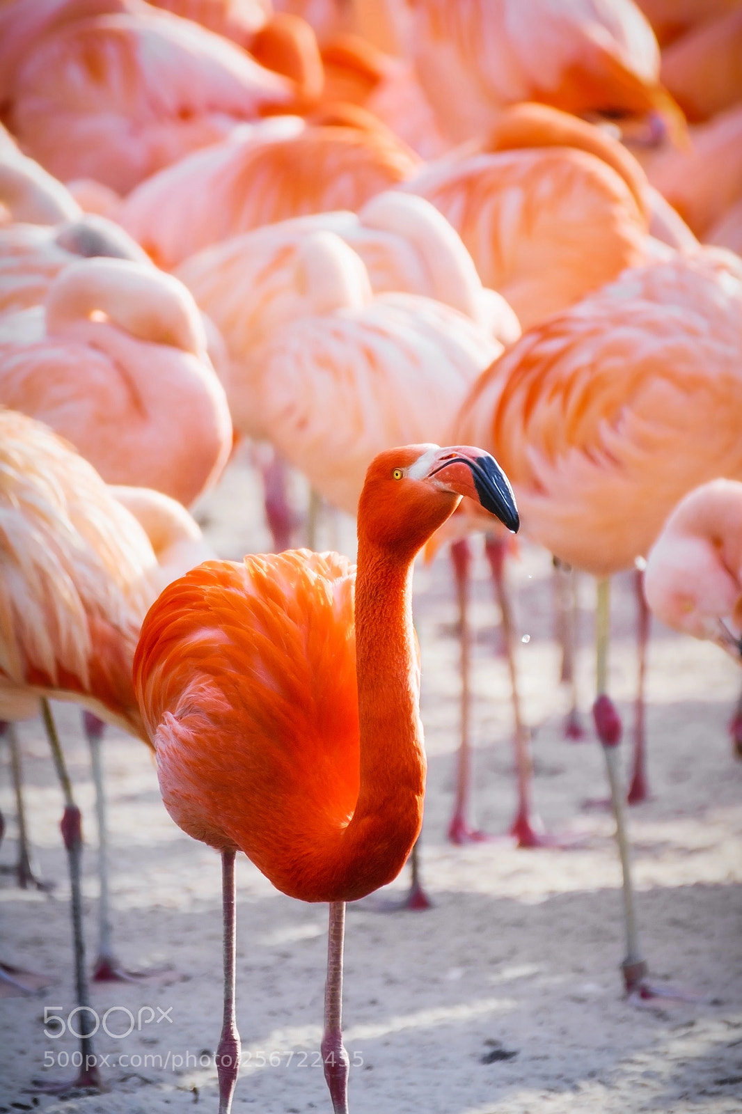 Nikon D7100 sample photo. Flamingo photography