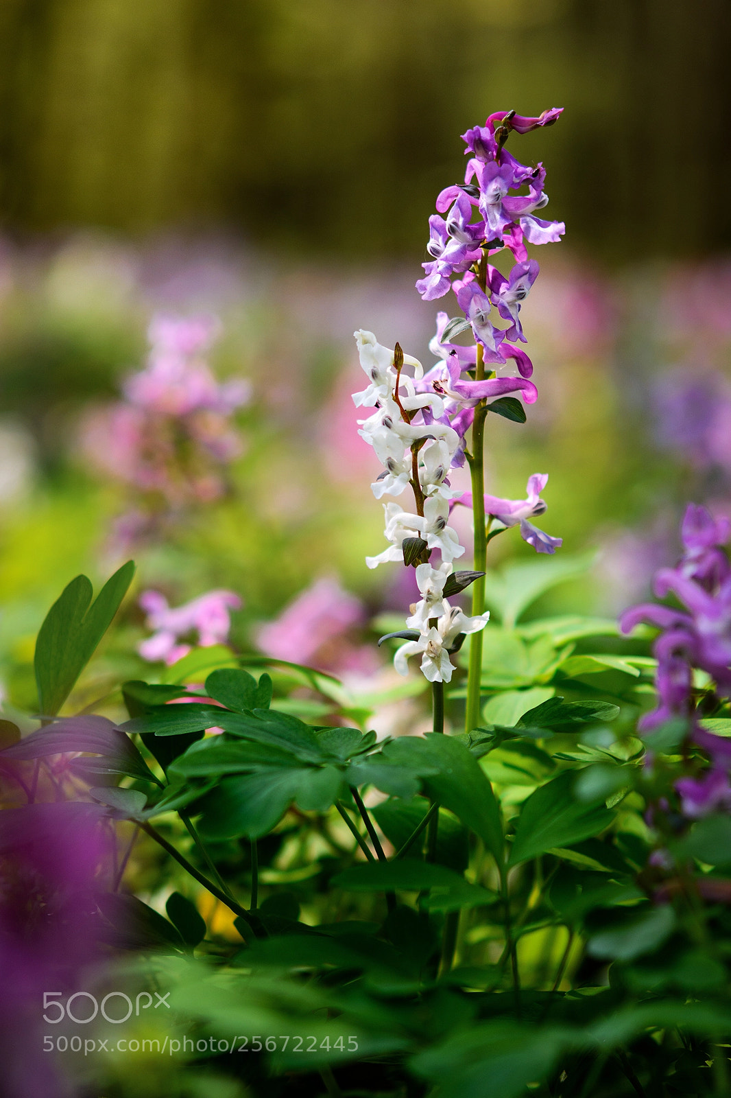 Nikon D7100 sample photo. Flower photography