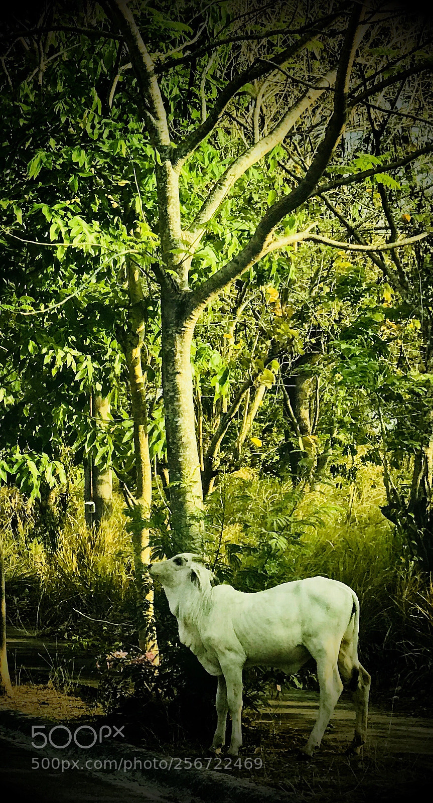 Apple iPhone 7 Plus sample photo. A cow along the photography