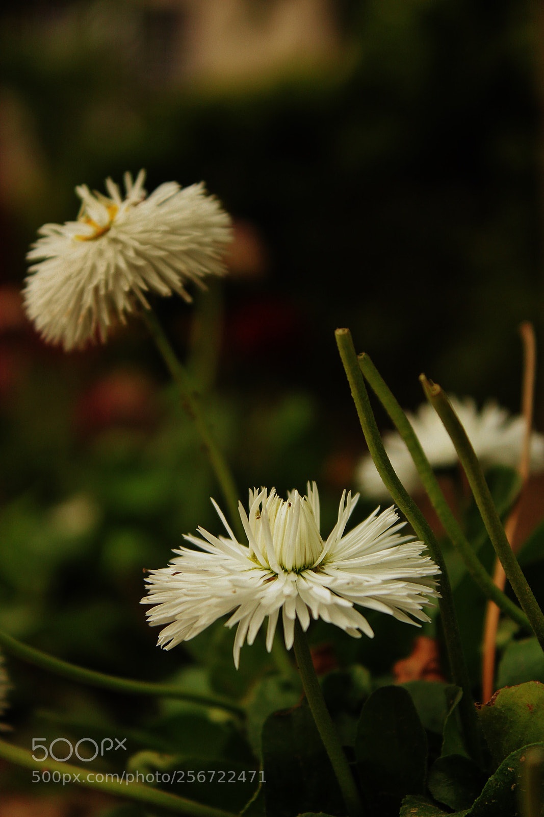 Canon EOS 1200D (EOS Rebel T5 / EOS Kiss X70 / EOS Hi) sample photo. Flower! photography