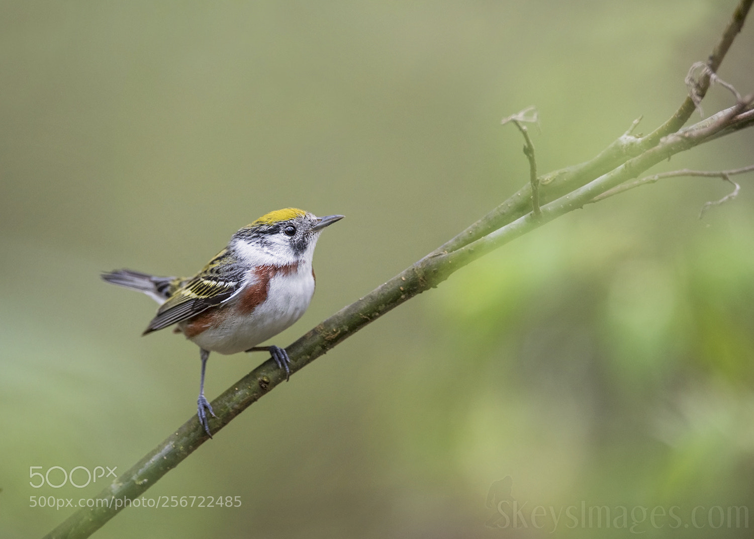 Nikon D500 sample photo. Chestnut-sided photography