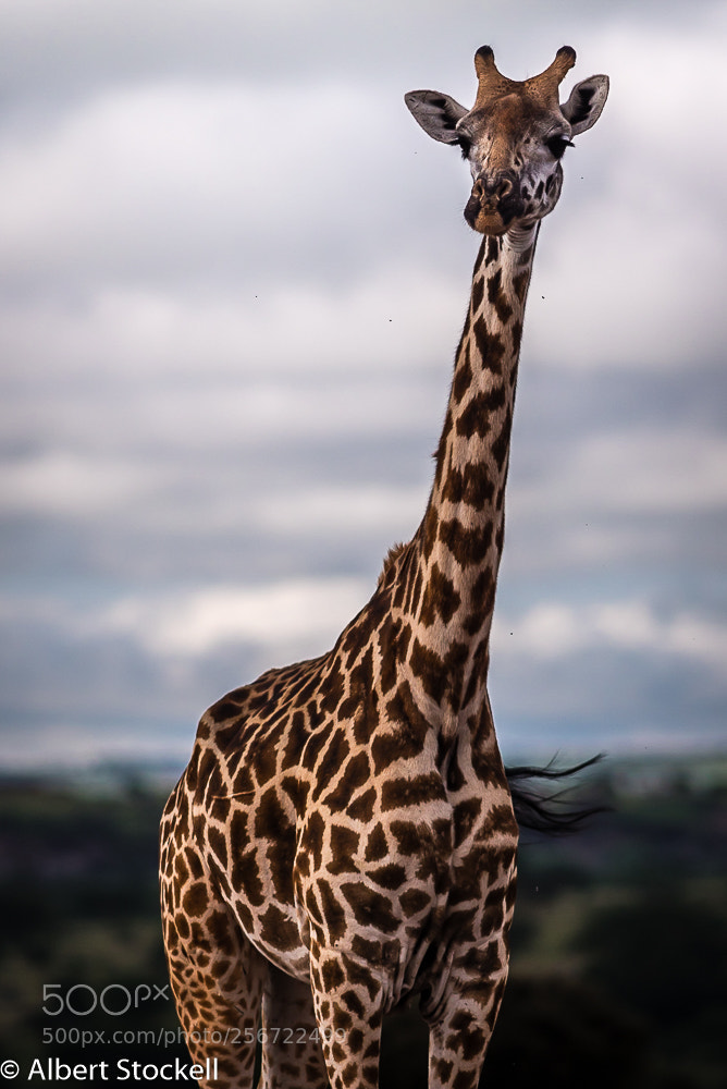 Nikon D750 sample photo. Rothschild's giraffe giraffa camelopardalis photography