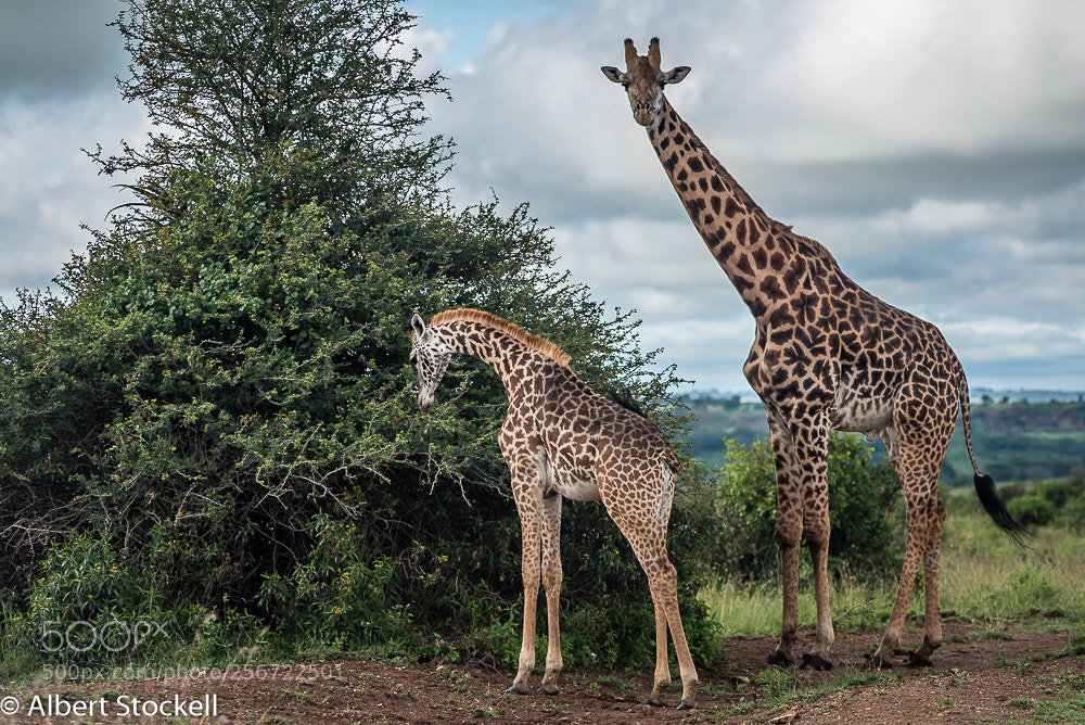 Nikon D750 sample photo. Rothschild's giraffe giraffa camelopardalis photography