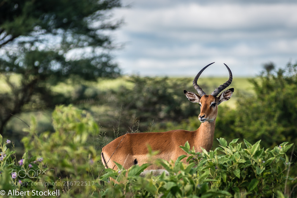 Nikon D750 sample photo. Impala stag (aepyceros melampus) photography