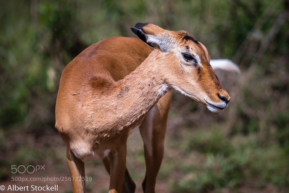 Nikon D750 sample photo. Impala doe (aepyceros melampus) photography