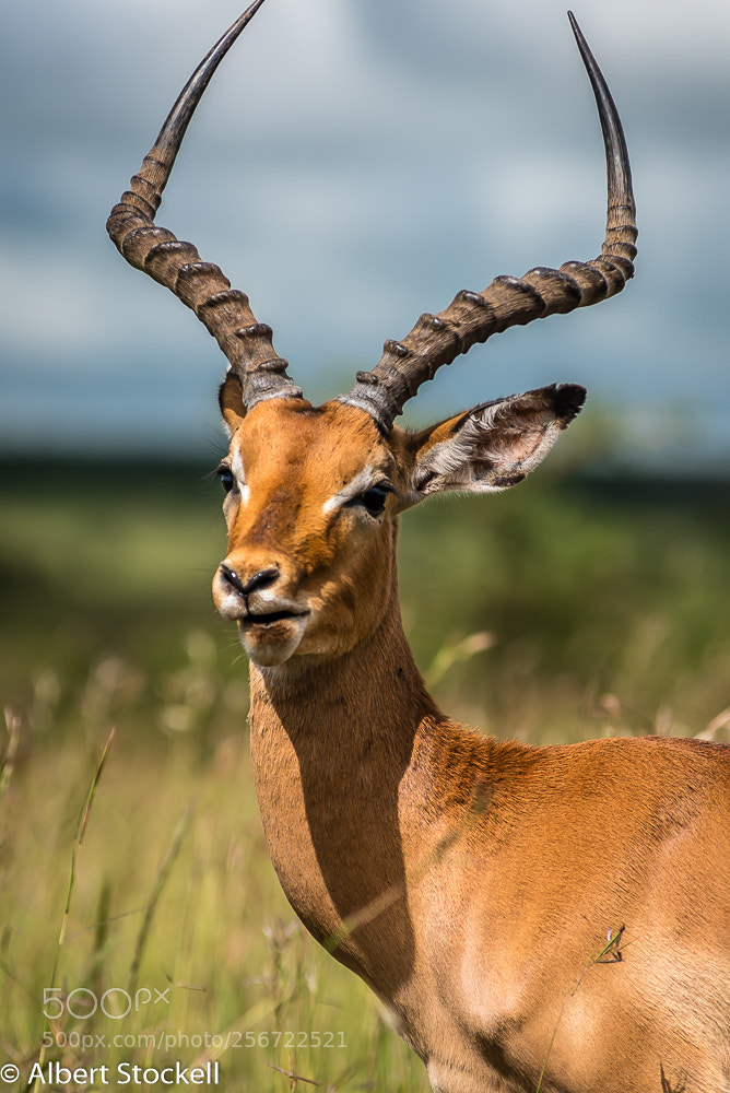 Nikon D750 sample photo. Impala stag (aepyceros melampus) photography
