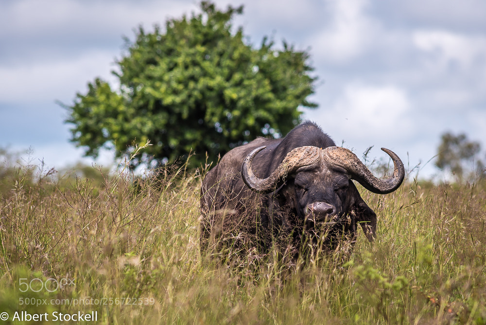 Nikon D750 sample photo. African buffalo (syncerus caffer) photography