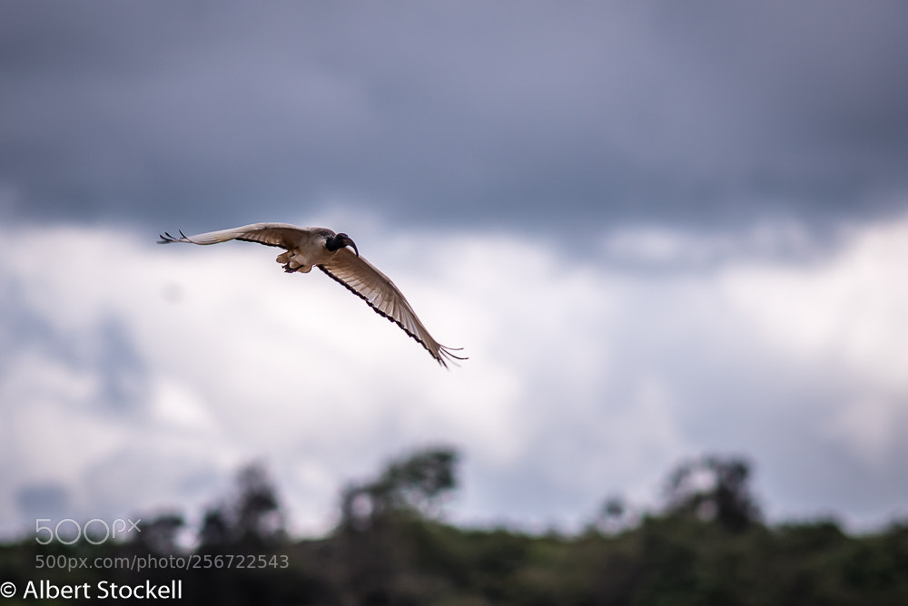 Nikon D750 sample photo. African sacred ibis threskiornis photography