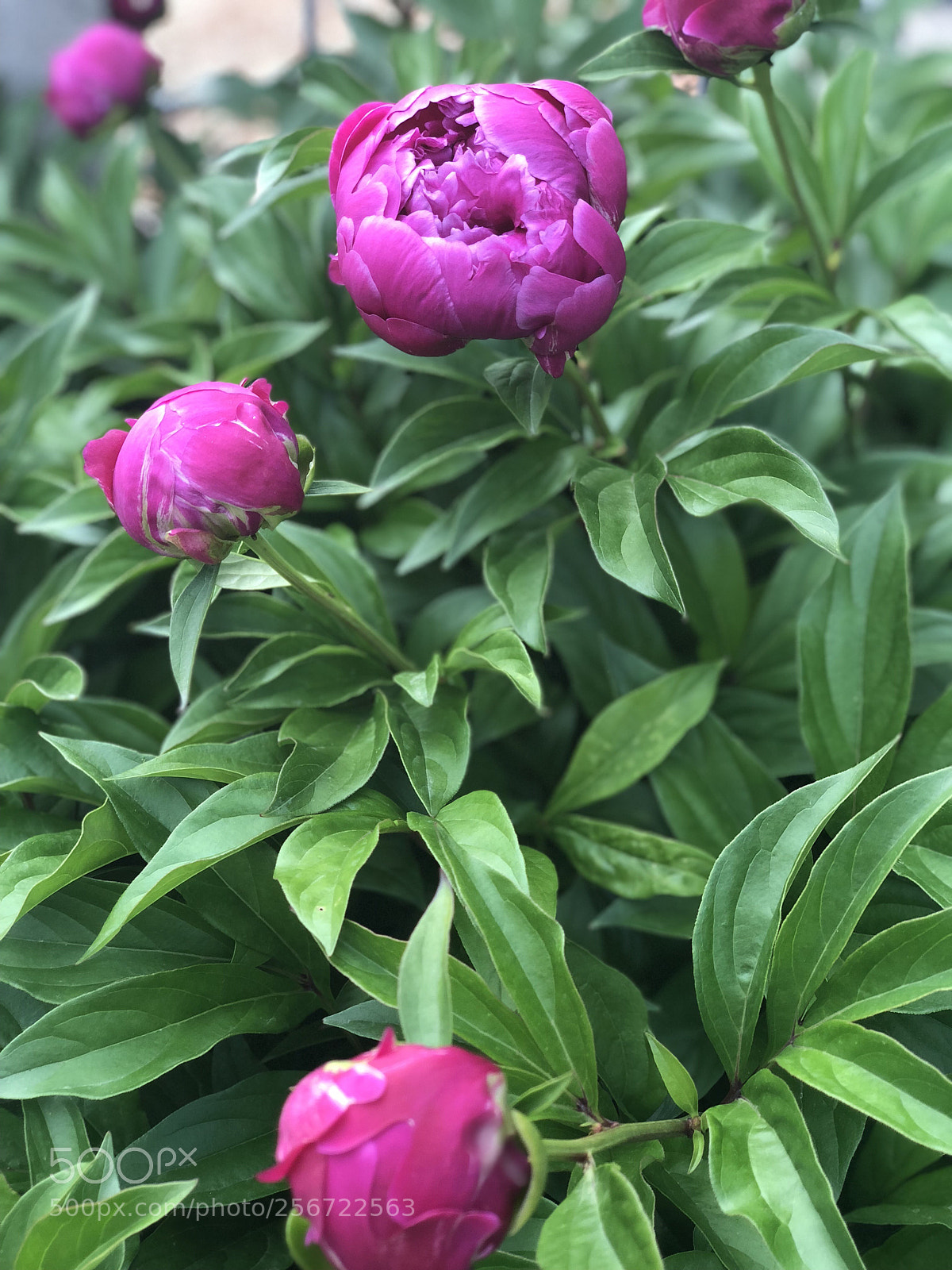 Apple iPhone X sample photo. Untitled photography