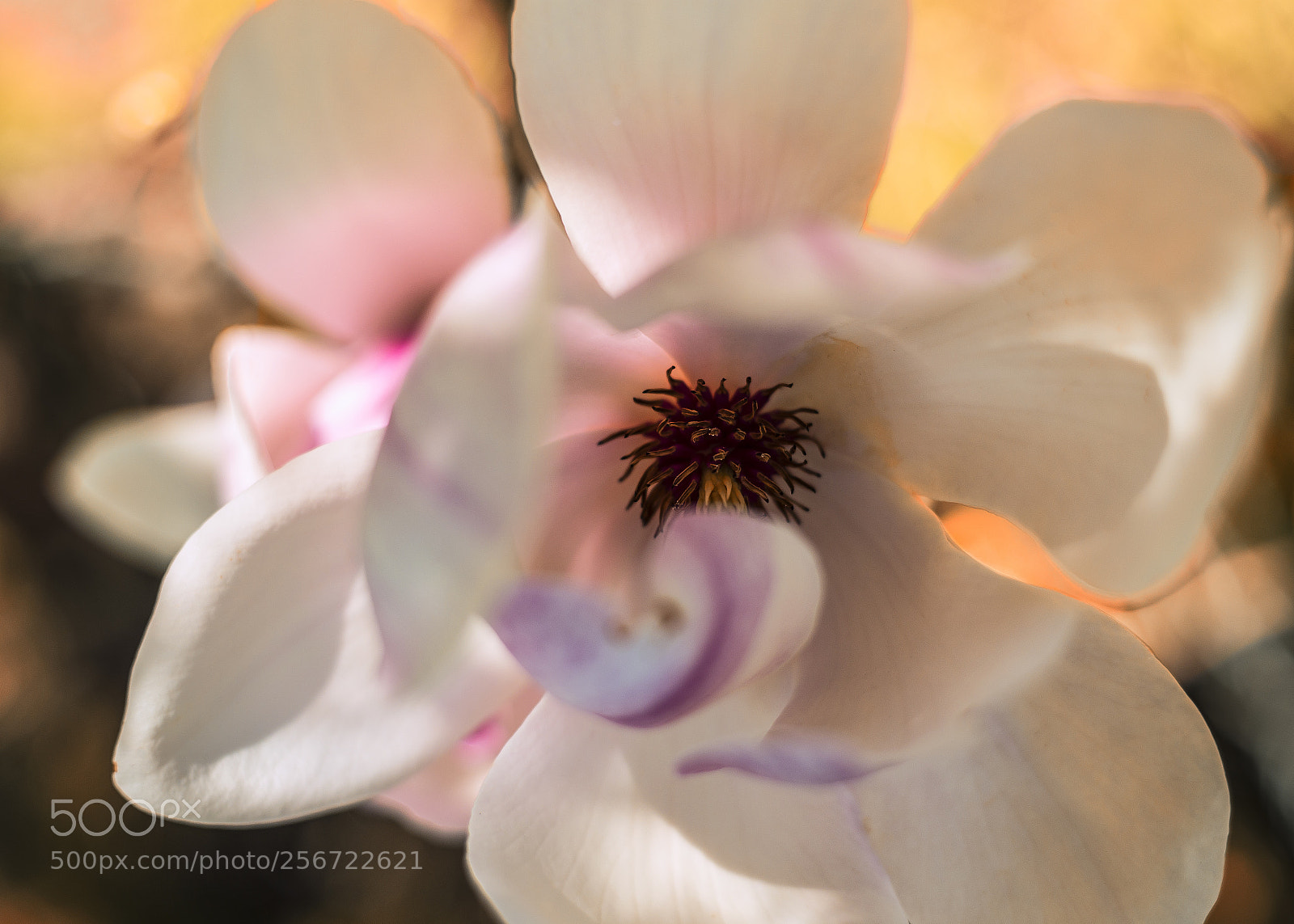 Canon EOS 6D sample photo. Magnolia photography
