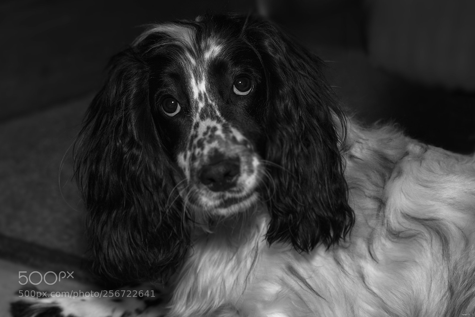 Nikon D850 sample photo. Archie all grown up.. photography