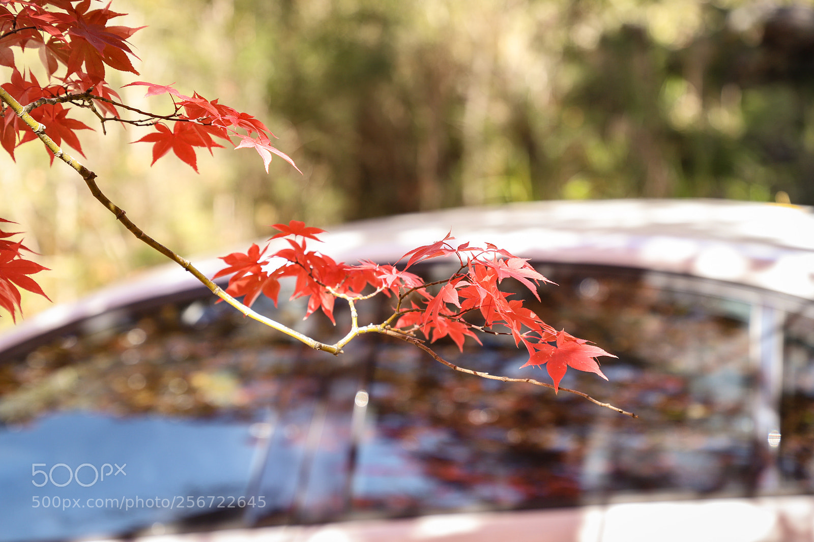 Canon EOS 6D Mark II sample photo. Untitled photography
