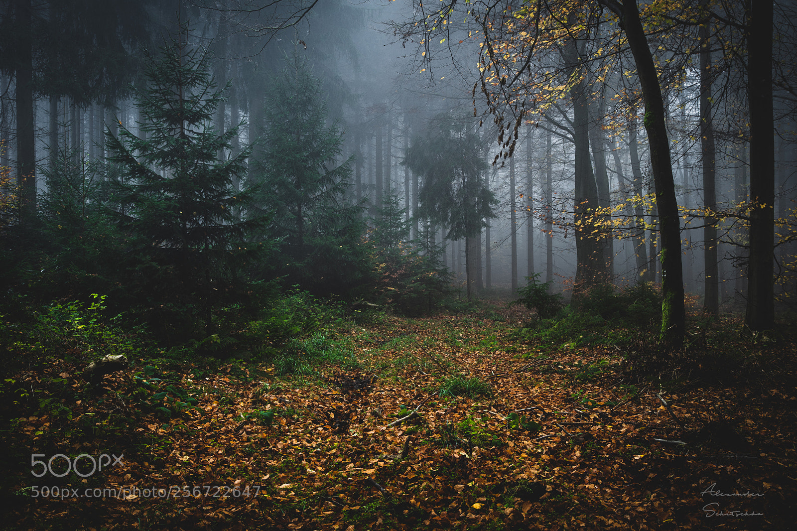 Sony a7 sample photo. Dark moody forest photography